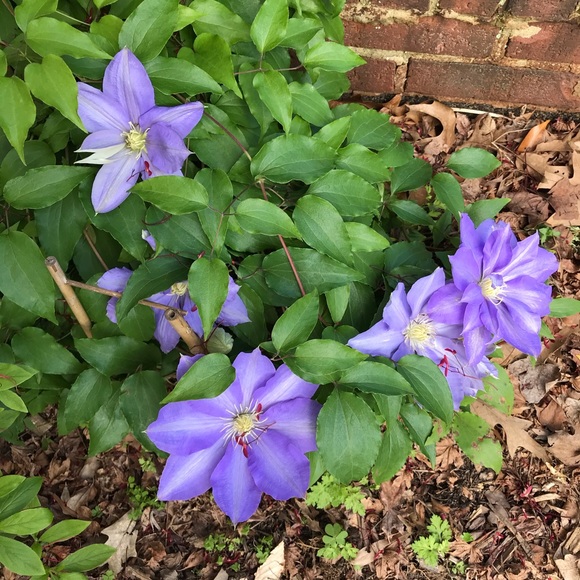 Meet your Posh Ambassador Vanessa - Picture 1 of 4